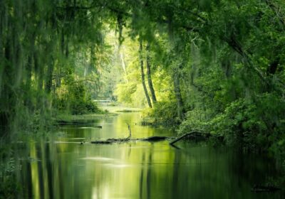 Fotografia de natură și wellness: Cum să surprinzi frumusețea și liniștea naturii în imagini