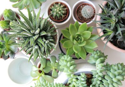 Cum să-ți creezi propria grădină miniaturală de suculente și cactuși în apartament