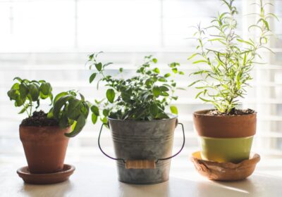 Cum să crești plante în spații interioare