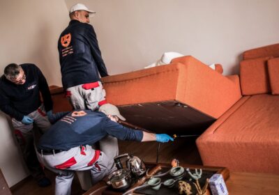 Cum ajung puricii în casa ta și cum scapi de ei? Sfaturi practice