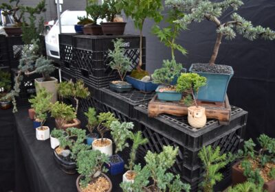 Cum să îți creezi un spațiu de grădinărit pe balcon