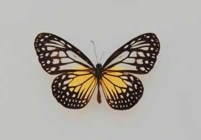 Ce simbolizează fluturii în casă