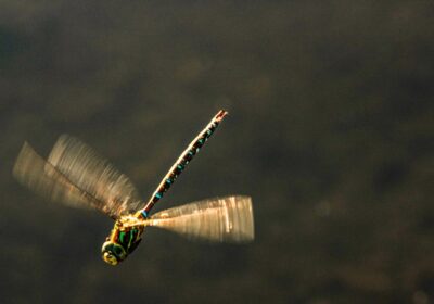 Ce inseamna cand visezi fluturi