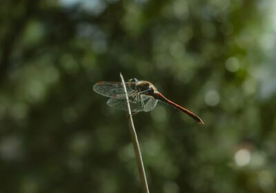 Ce inseamna cand visezi fluturi