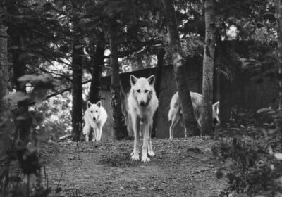 Ce inseamna cand visezi lupi