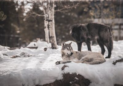Ce inseamna cand visezi lupi
