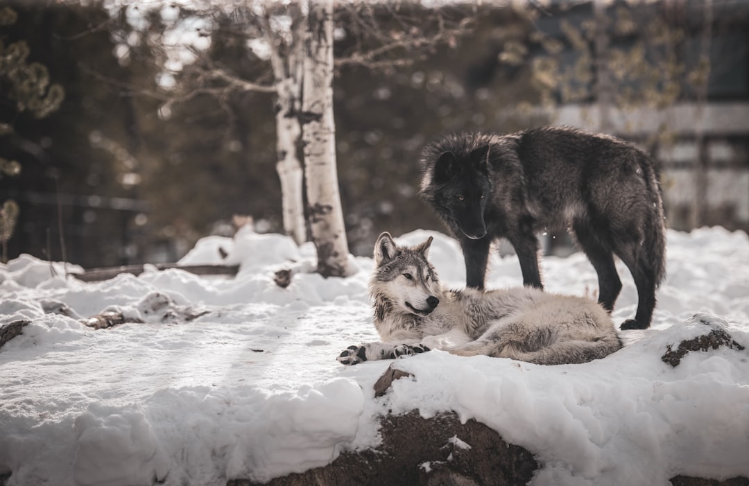 Photo dream interpretation wolves