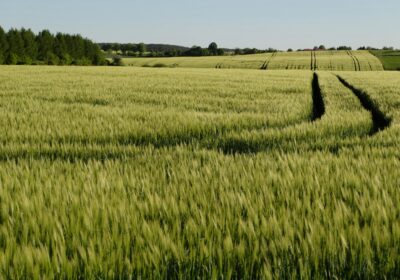 ADISAF – expert în soluții profesionale pentru culturi furajere eficiente