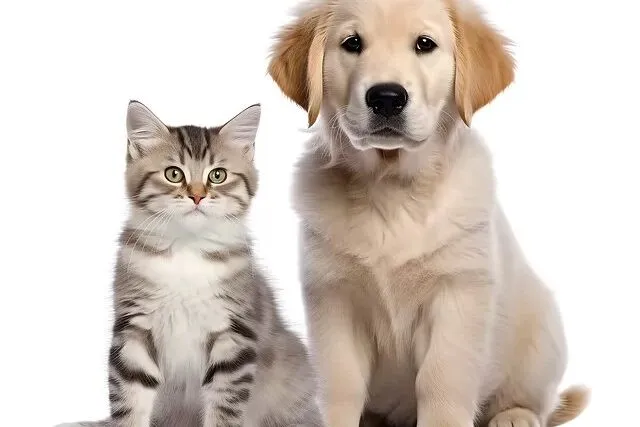 Anii mai linistiti ai animalului din casa